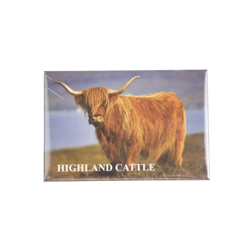 scotland cow photo magnet